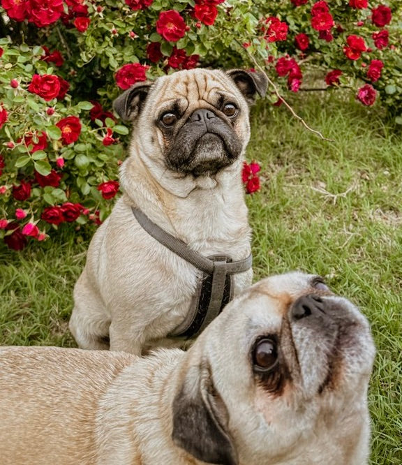 2 pug dogs outside in front of flowers.